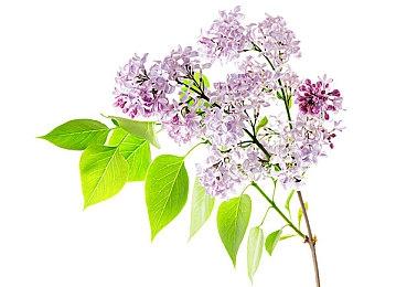 《仙剑世界》预下载&预创角开启 2月19日早8点开服